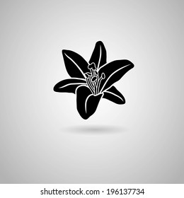 Lily flower. Vector illustration.