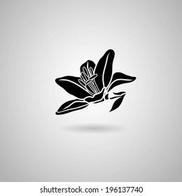 Lily flower. Vector illustration.