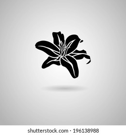 Lily flower. Vector illustration.