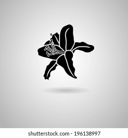 Lily flower. Vector illustration.