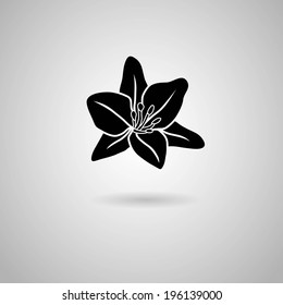 Lily flower. Vector illustration.