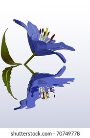 lily flower vector illustration