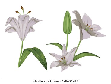 Lily Flower Vector Illustration – Decorative Floral Element for Elegant and Minimalist Design Projects