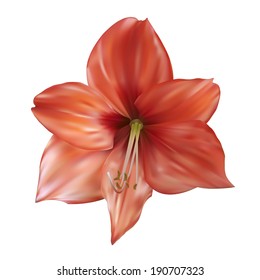 Lily flower. Vector illustration. Isolated on white