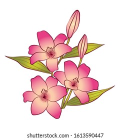Lily Flower vector Images, vector
