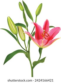 Lily flower vector isolated on white background