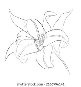 Lily Flower Vector Line Art Illustration Stock Vector (Royalty Free ...