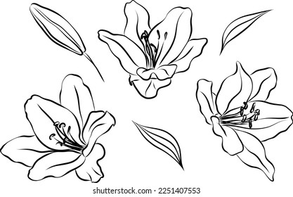 Lily flower, vector line art illustration 