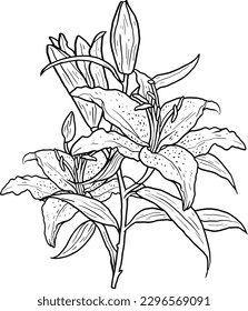 lily flower vector line art