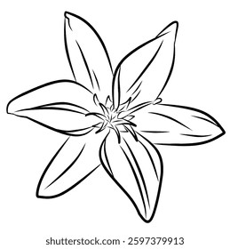 lily flower vector line art sketch