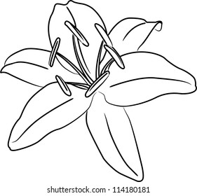 Lily Flower Vector Outline