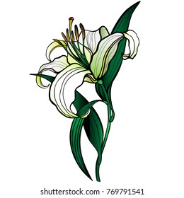 Lily. Flower of white lily. Exquisite flower of a white garden lily with a stalk and leaves - stock illustration. 
Vector illustration. Outline