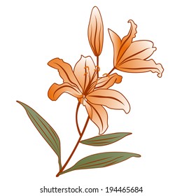 Lily flowers