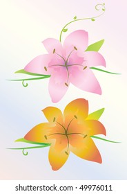 Lily flowers
