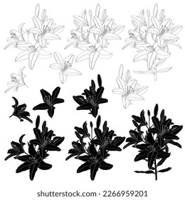 Lily flowers big set, line drawing illustration.