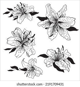 Lily flowers, black and white pencil drawing. For tattoos and decoration of wedding invitations, congratulation invitations, postcards, gold stamping, outline for coloring.