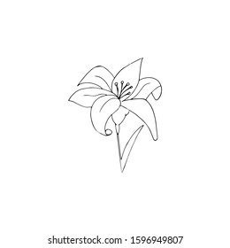 Lily Flowers. Blooming Lily. Card or Floral Background With Blooming Lily. Silhouette of a Lily Flowers on a White Background. Vector Illustration - Vector Graphics.