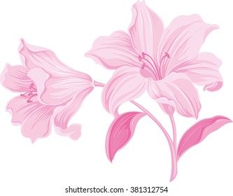 Lily flowers. Blooming lily. Card or floral background with blooming lilies flowers. 
Silhouette of lily flowers  isolated on white background. Vector illustration.