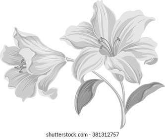 Lily flowers. Blooming lily. Card or floral background with blooming lilies flowers. 
Silhouette of lily flowers  isolated on white background. Vector illustration.