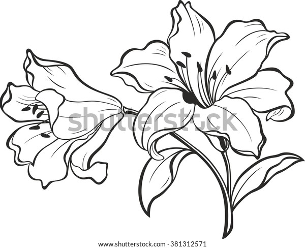 リリーの花 咲く百合 花が咲くユリの花を持つカードまたは花柄の背景 白い背景にリリーの花のシルエット ベクターイラスト のベクター画像素材 ロイヤリティフリー 381312571