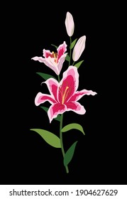 Lily flowers blooming doodle style, beautiful floral isolate on black background, vector illlustration