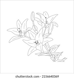 Lily flowers. Blooming lily. Silhouette of lily flowers isolated on white background. Vector illustration.