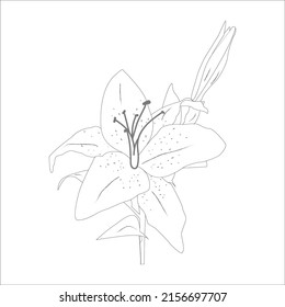 Lily flowers. Blooming lily. Silhouette of lily flowers isolated on white background. Vector illustration.