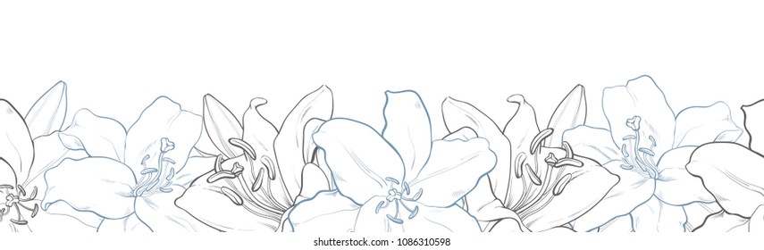 Lily flowers border seamless pattern in sketch style on white background - isolated hand drawn tender blooms with black and blue line contour. Romantic floral vector illustration in sketch style.