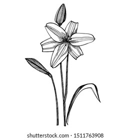 Lily flowers. Botanical illustration. Good for cosmetics, medicine, treating, aromatherapy, nursing, package design, field bouquet Hand drawn wild hay flowers