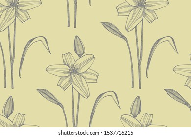 Lily flowers. Botanical illustration. Good for cosmetics, medicine, treating, aromatherapy, nursing, package design, field bouquet Hand drawn wild hay flowers