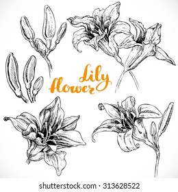 Lily flowers and buds ink drawing on white paper, set 1