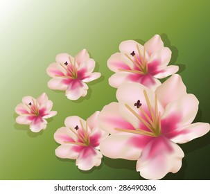 Lily flowers composition. Vector