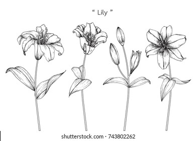 20 Creative Pencil drawing sketching flowers sego lily on a creek for Sketch Art Girl