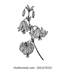 Bosque de flores de Lily. Ilustración de material vectorial eps10. Dibujo manual, aislar sobre un fondo blanco, contorno. 