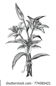 Lily flowers hand drawing vintage illustration