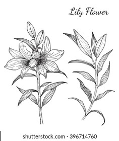 Lily Flowers from hand drawing.Lily flower design elements and highly detailed.