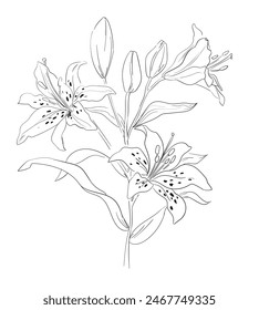 Lily Flowers Hand Drawn ink Beautiful Decorative Element for design. Vector illustration