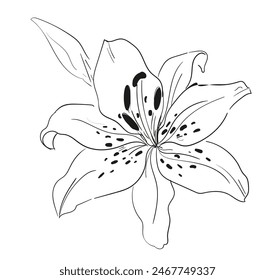 Lily Blumen Hand gezeichnete Tinte Schönes dekoratives Element für Design. Vektorillustration