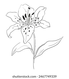 Lily Blumen Hand gezeichnete Tinte Schönes dekoratives Element für Design. Vektorillustration