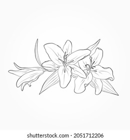 lily flowers image. hand drawn contour flourish illustration. vector floral element for greeting card and invitation design