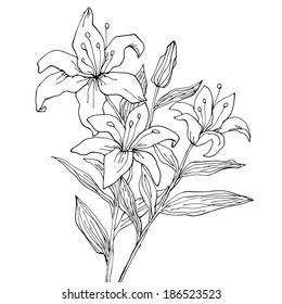 Lily flowers isolated. Hand drawing illustration - vector