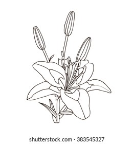 Lily flowers isolated. Hand drawing illustration - vector