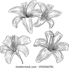 Lily flowers isolated on white. Hand drawn vector illustration. Eps10