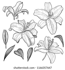 Lily Flowers Leaves Hand Drawn Monochrome Stock Vector (Royalty Free ...