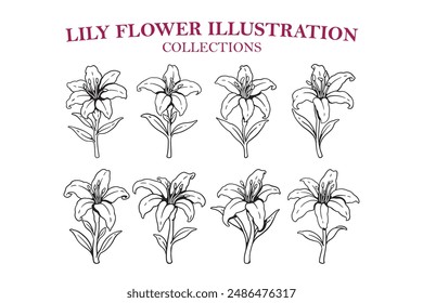 lily flowers line art illustration set designs. hand drawn of lily flowers outline icons for boutique, florist business. floral lily flower feminine elegant elements for logo, wall art, poster, prints