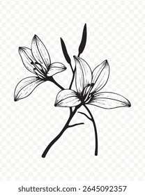 Lily Flowers on a Branch with Transparent Background