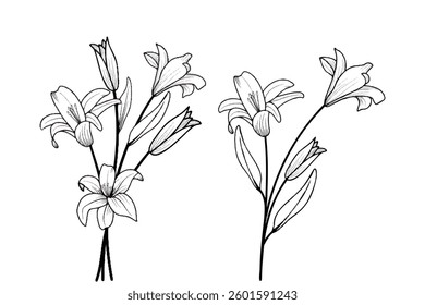 Lily Flowers, a set of botanical hand drawn vector elements. Floral collection of flowers and roses. Minimal style blossom illustration for logo, wedding, invitation, decoration, marriage, cards