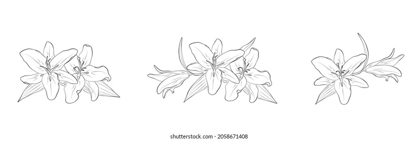 lily flowers set. hand drawn contour flourish illustrations. sketch vector element for greeting card and invitation design