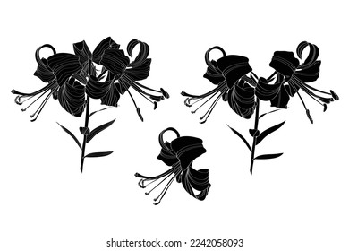 Lily flowers set, line drawing illustration.