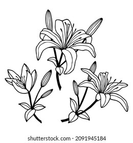 Lily flowers, set.  Vector stock illustration eps10. Isolate on white background, outline, hand drawing.